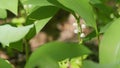Blooming lily of valley in spring forest. Flowers bells lily of valley wild. Slow motion. Royalty Free Stock Photo