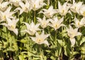 Blooming Lilyflowering  white tulips in the park in spring Royalty Free Stock Photo