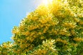 Blooming linden branches Royalty Free Stock Photo