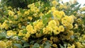 Blooming linden branches in soft focus Royalty Free Stock Photo