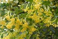 Blooming linden branches with yellow flowers Royalty Free Stock Photo
