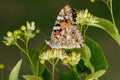 Bright butterfly drinks nectar on the flowers of a tree Royalty Free Stock Photo