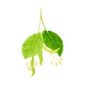 Blooming linden twig. Blossoming Tilia Cordata tree branch vector illustration