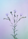 blooming linen twig, toned