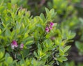 Lingonberries during flowering