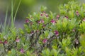 Lingonberries during flowering