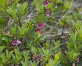 Lingonberries during flowering