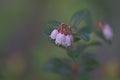 Blooming lingonberry