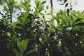 Blooming lingonberry. Blooming forest berries