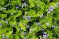 Blooming little blue flowers