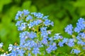 Blooming little blue meadow flower in garden. Forget-me-not or Myosotis flowers Royalty Free Stock Photo