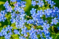 Blooming little blue meadow flower in garden. Forget-me-not or Myosotis flowers Royalty Free Stock Photo