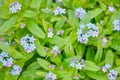 Blooming little blue meadow flower in garden. Forget-me-not or Myosotis flowers Royalty Free Stock Photo