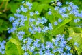 Blooming little blue meadow flower in garden. Forget-me-not or Myosotis flowers Royalty Free Stock Photo