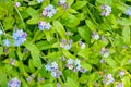 Blooming little blue meadow flower in garden. Forget-me-not or Myosotis flowers Royalty Free Stock Photo