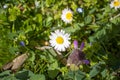 Blooming little cute daisy in the park. Sunny weather.