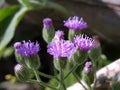 Blooming little ironweed flower with amazing background