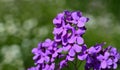 Blooming little night violets hespers matronalis