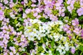 Blooming little pink and white meadow flower in the garden