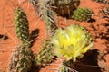 Prickly Pear Cactus Flower in American Southwest Desert, Arches National Park, Utah, USA Royalty Free Stock Photo