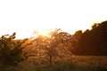 Blooming little tree in bright sunny backlight at beautiful dawn