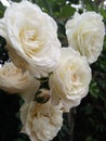 Little white roses Royalty Free Stock Photo