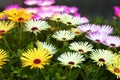 Blooming Livingstone daisies Ice plant Royalty Free Stock Photo