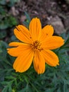 A blooming Lobed Tickseed Coreopsis auriculata Royalty Free Stock Photo