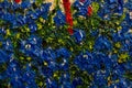 Blooming Lobelia in a pot on the wall. Fragment Original painting, oil on canvas 40 x 50 cm. Brush strokes