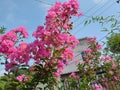 Blooming local pink sakura flower crepe mirtle