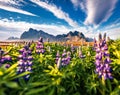 Blooming loopine flowers on Stokksnes cape. Impressive morning scene of Iceland