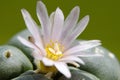 Blooming Lophophora Williamsii - Peyote cactus Royalty Free Stock Photo