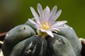 Blooming Lophophora Williamsiii - Peyote cactus