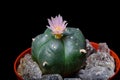 Blooming Lophophora Williamsiii - Peyote cactus Royalty Free Stock Photo