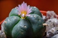 Blooming Lophophora Williamsiii - Peyote cactus