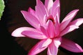 Blooming Lotus