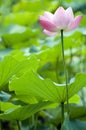 Blooming lotus