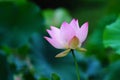 Blooming lotus