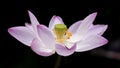 A blooming lotus Royalty Free Stock Photo