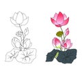 Blooming lotus, coloring