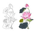 Blooming lotus, coloring