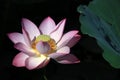 Blooming lotus