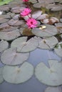 Blooming lotus floating on the lotus leaf and water representing the enlightenment. Royalty Free Stock Photo