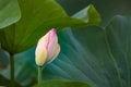 Blooming lotus flower bud and green leaves Royalty Free Stock Photo