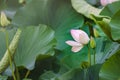 Blooming lotus flower bud and green leaves Royalty Free Stock Photo