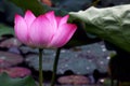 Blooming lotus in lake