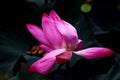 Blooming lotus in lake