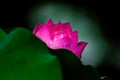 Blooming Lotus flower above half Royalty Free Stock Photo