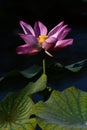 Blooming lotus flower Royalty Free Stock Photo