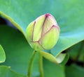 Before blooming lotus flower Nelumbo nucifera, Royalty Free Stock Photo